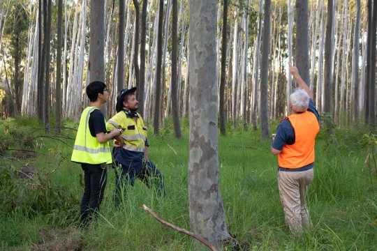 Researchers onsite at the Hervey Bay forest