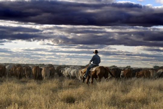 Herding cattle after the rain in Ilfracombe Queensland 2013 Don Rayment bronco branding cattle in the Hazel Yards at Adria Downs Station Queensland 2013