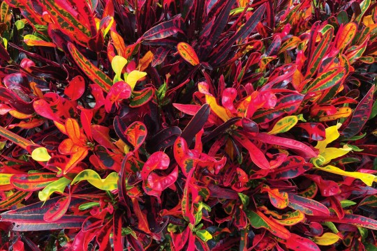 A bright vibrant image of mostly red Croton plants