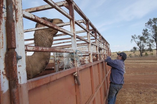 Loading camels on to trucks in western Queensland