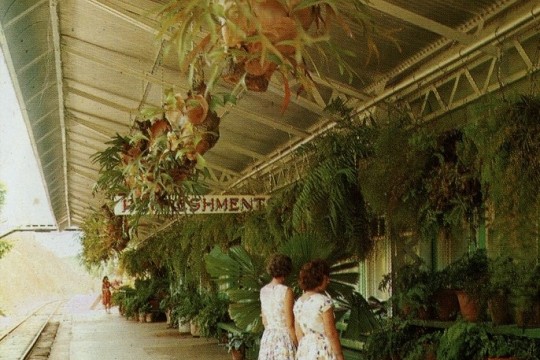 Visitors admiring the plantings on the platform at Kuranda Railway Station Kuranda Queensland 1970 