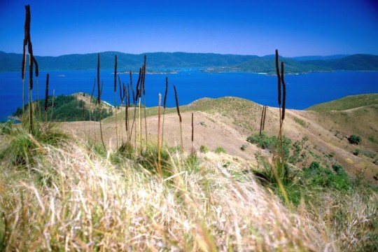 Panoramic views from a grass-treed ridge on South Molle Island to the Whitsundays, North Queensland, 1985