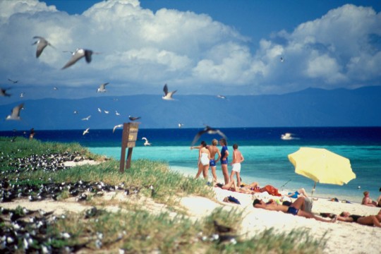 Gale, Ron. (2003). People Swimming near Sea Birds on Michaelmas Cay, Part of the Great Barrier Reef, 1987, Collection reference: 7435 Ron and Ngaire Gale Collection.