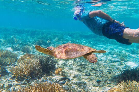 Man snorkelling with turtle