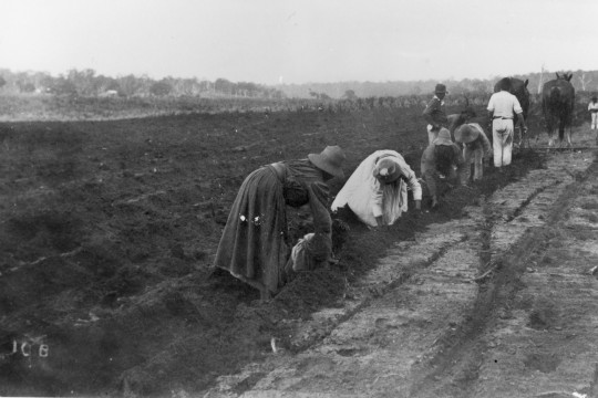 South Sea Islander women planting sugar cane by hand at Bingera, Queensland, c.1897.