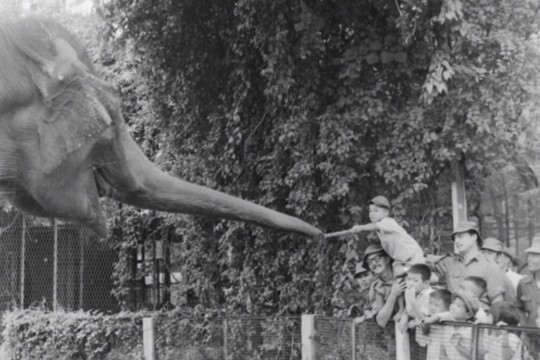 Australian Vietnam War servicemen taking local children to the Saigon Zoo