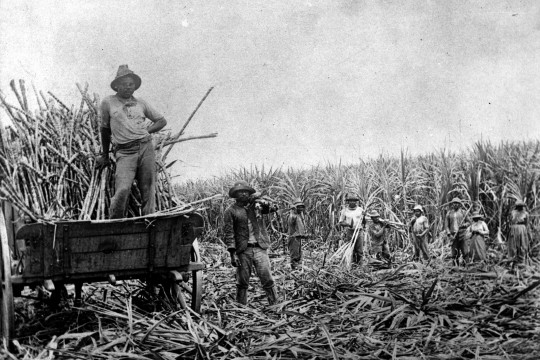 South Sea Islanders working on a sugar cane plantation