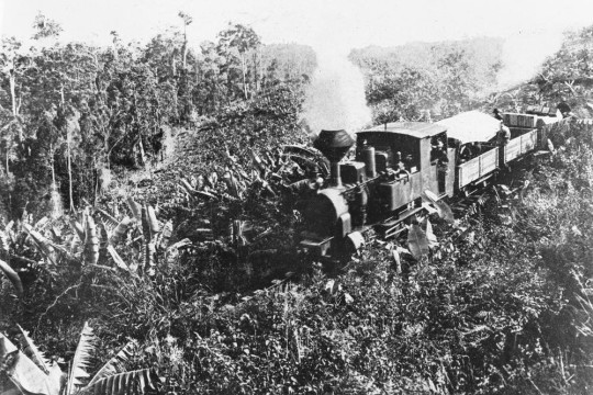 Black and white image of steam train on Buderim tramway on summit of Buderim Mountain 1915