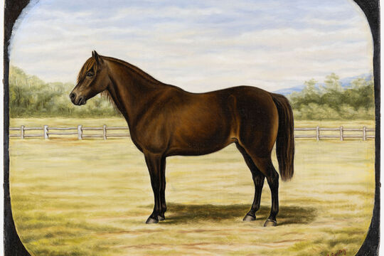 Painting of a horse, 1899