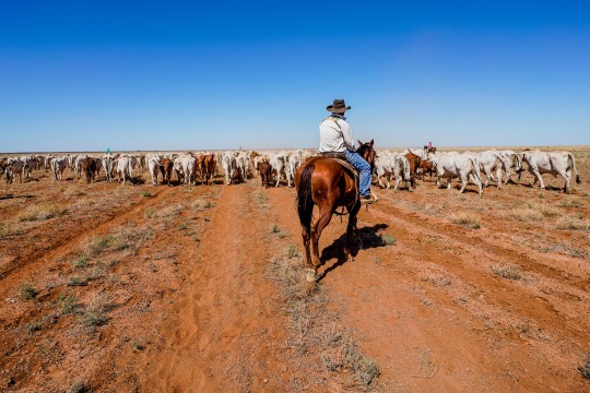 Zach Weir mustering cattle Davenport Downs Station 22 March 2020