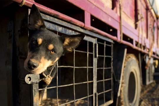 Working dog ready for moving to the next camp at Ilfracombe Queensland 2013