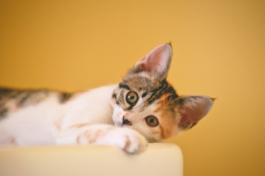 Cat lying down