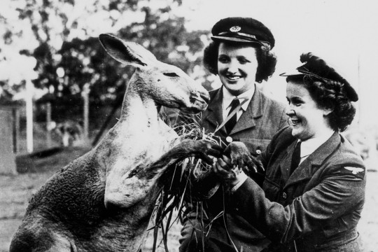 Two young ladies in their Womens Australian Air Force uniforms feed the kangaroo Brisbane ca 1942