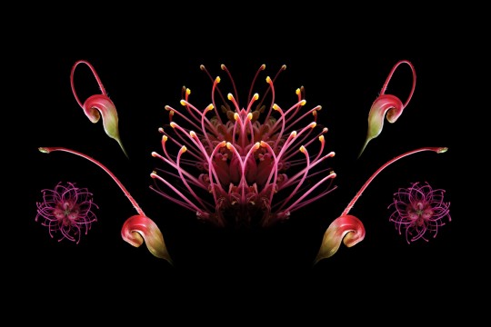 Quantum Metamorphosis by Man&Wah is a visual and sonic meditation that intertwines the elements of - water, air, fire, earth and the ether. Artist interpretation of a banksia on a dark background