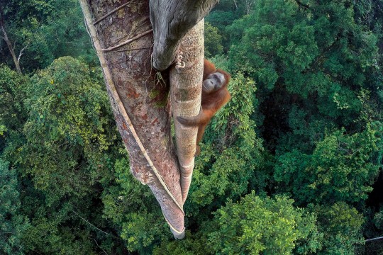 Orang-hutan climbing a tree