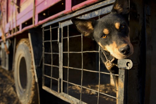 Working dog ready for moving to the next camp at Ilfracombe Queensland 2013