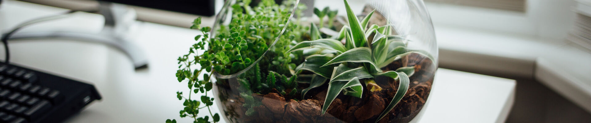 Terrarium workshop Terrarium filled with plants