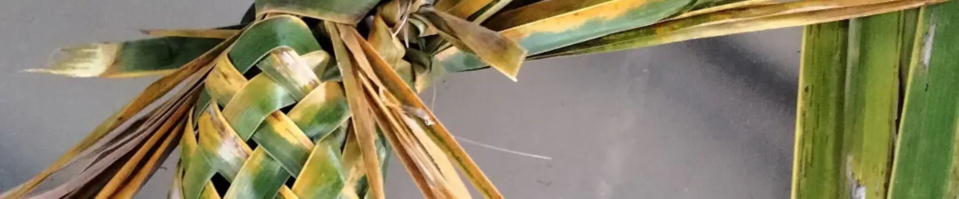 A green woven object made of banana leaf