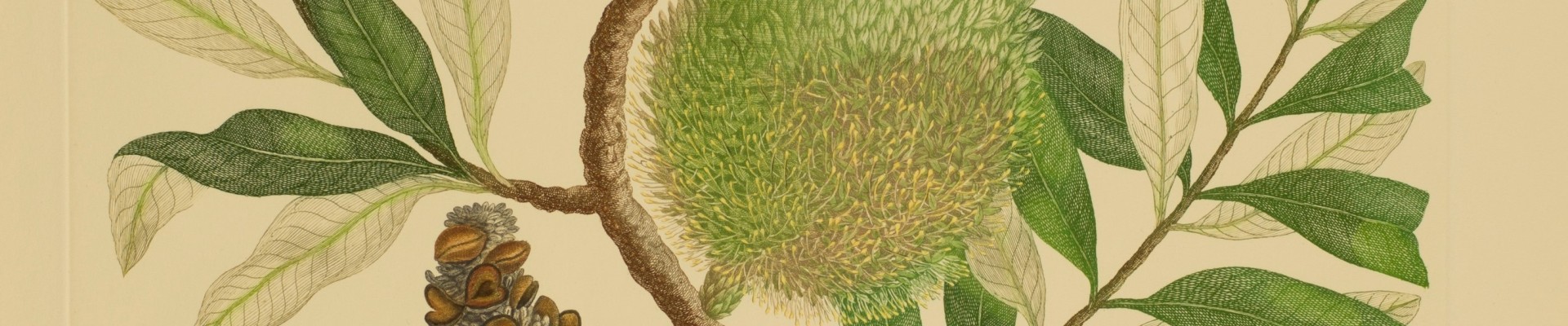 Banksia integrifolia Plate 284