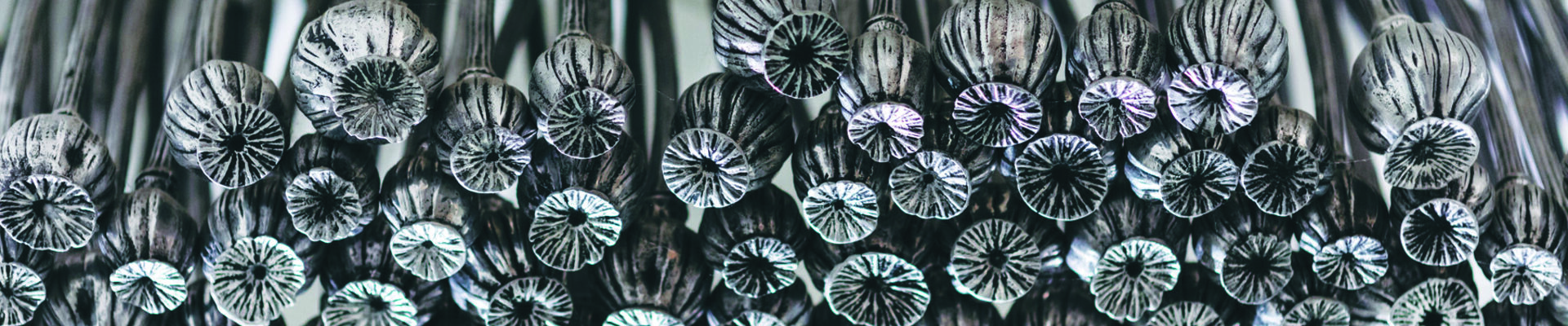 Black Opium (detail) artwork by Fiona Foley Closeup of part of artwork called Black Opium by Fiona Foley of suspended poppy heads arranged in the shape of the infinity symbol