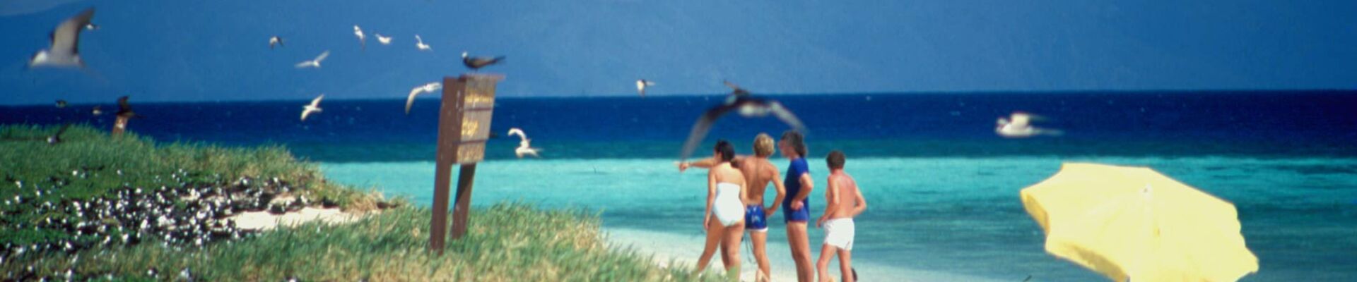 Gale, Ron. (2003). People Swimming near Sea Birds on Michaelmas Cay, Part of the Great Barrier Reef, 1987, Collection reference: 7435 Ron and Ngaire Gale Collection. Gale Ron 2003 People Swimming near Sea Birds on Michaelmas Cay Part of the Great Barrier Reef 1987 Collection reference 7435 Ron and Ngaire Gale Collection