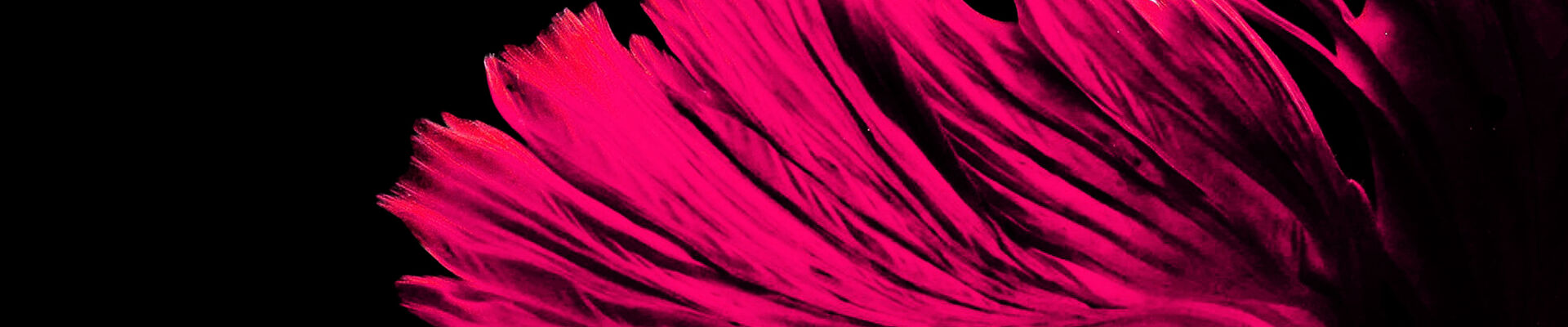 Dangerous Women Dangerous Women visual identity text and pink feathers