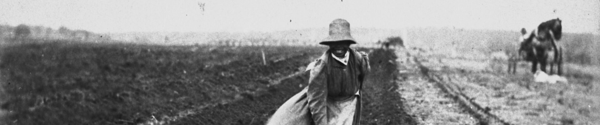 South Sea Islander woman planting sugar cane in a field c1897 South Sea Islander woman planting sugar cane in a field c1897