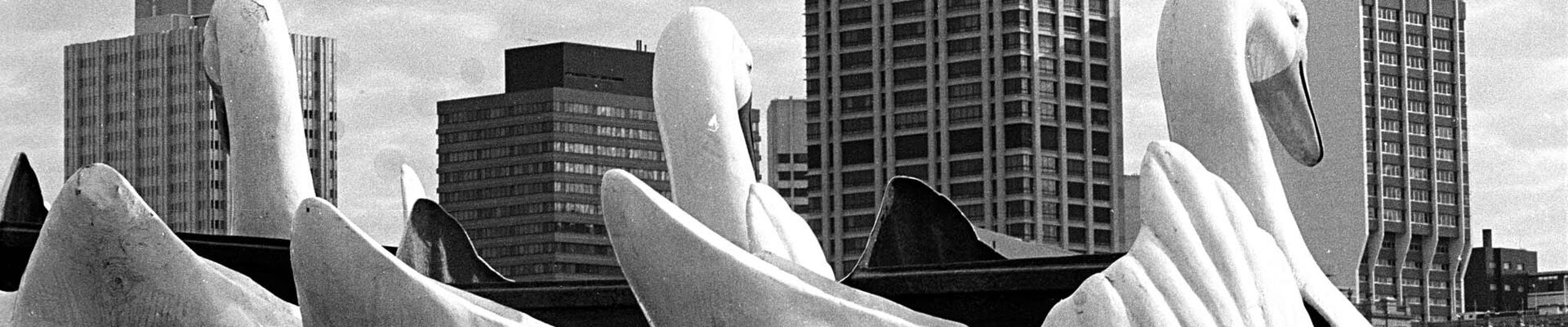 Swans by Colin Aggett Large amusement park ride swans on a truck trailer