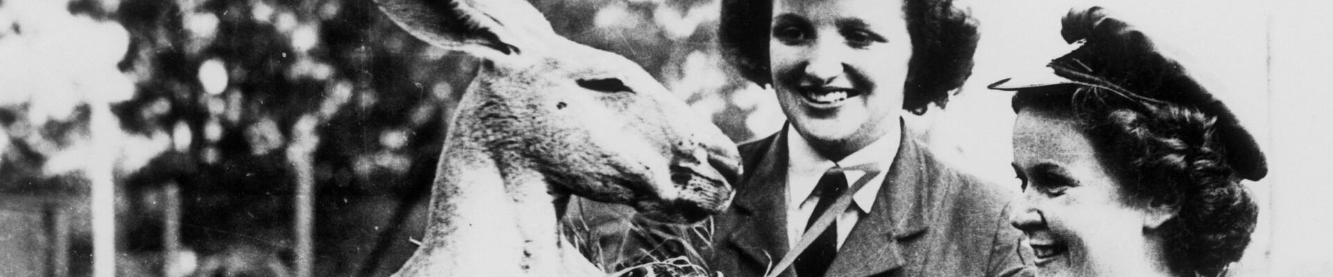 Two young ladies in their Womens Australian Air Force uniforms feed the kangaroo Brisbane ca 1942