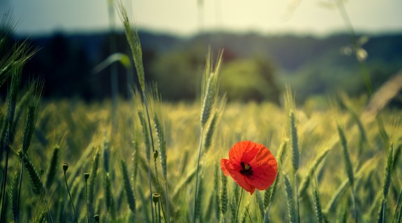 Poppy flower growing in a field
