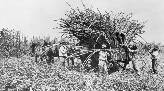 Several Australian South Sea Islander men loading cane stalks onto wagon in the field