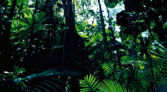 Looking up into the canopy of dense rainforest