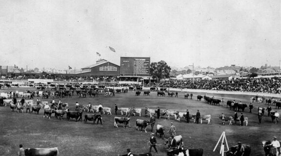 Cattle taking part in the Grand Parade at the Exhibition, Brisbane, 1921