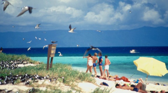 Gale, Ron. (2003). People Swimming near Sea Birds on Michaelmas Cay, Part of the Great Barrier Reef, 1987, Collection reference: 7435 Ron and Ngaire Gale Collection.