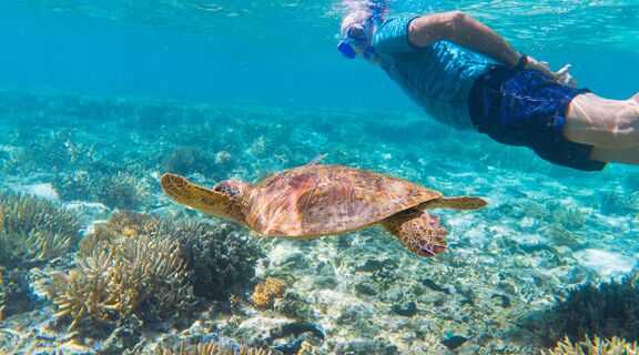 Man snorkelling with turtle