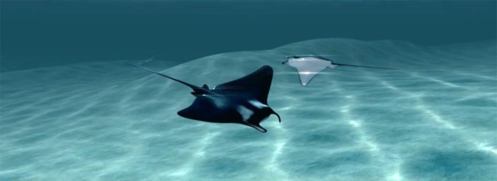 Two 3D animated manta rays swim in the ocean.