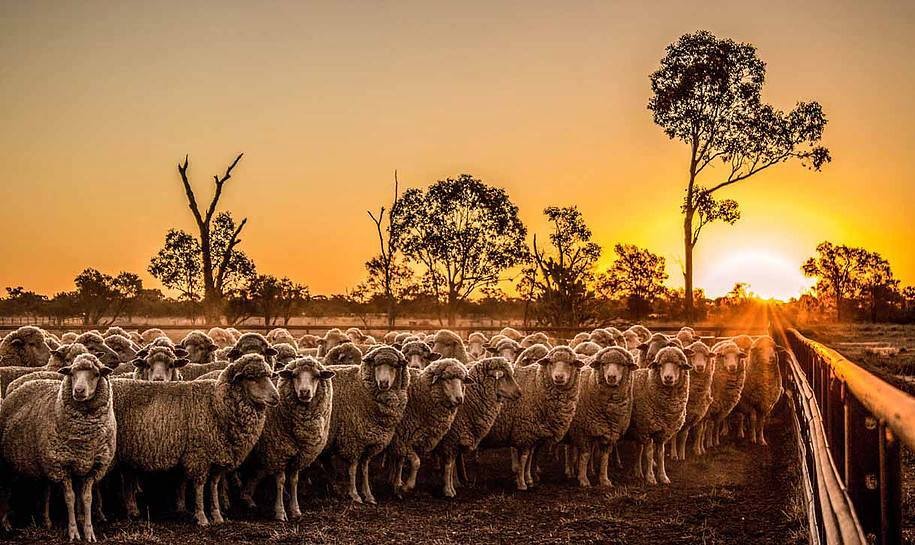 The sun sets over a Mob of Sheep. 