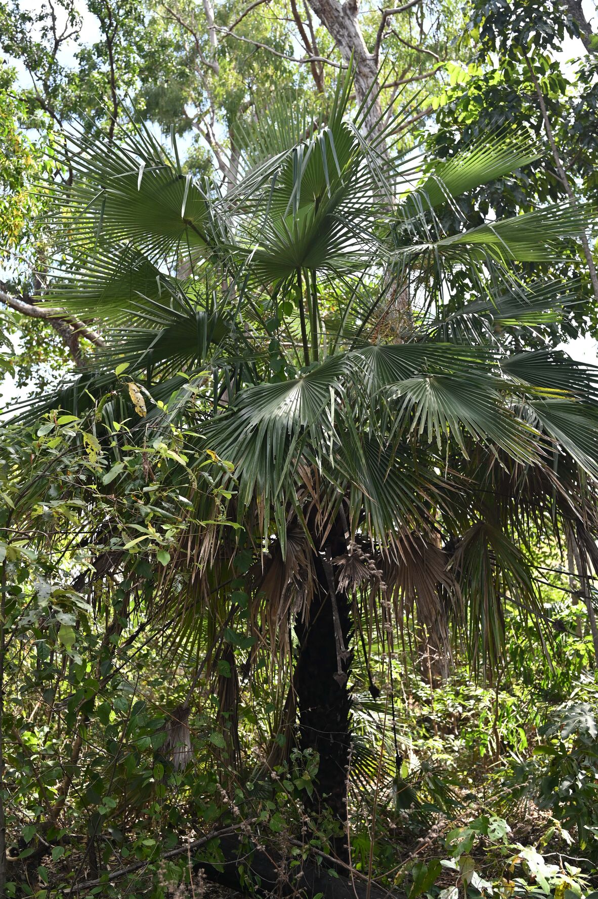 Cabbage Palm Tree in Weipa. 