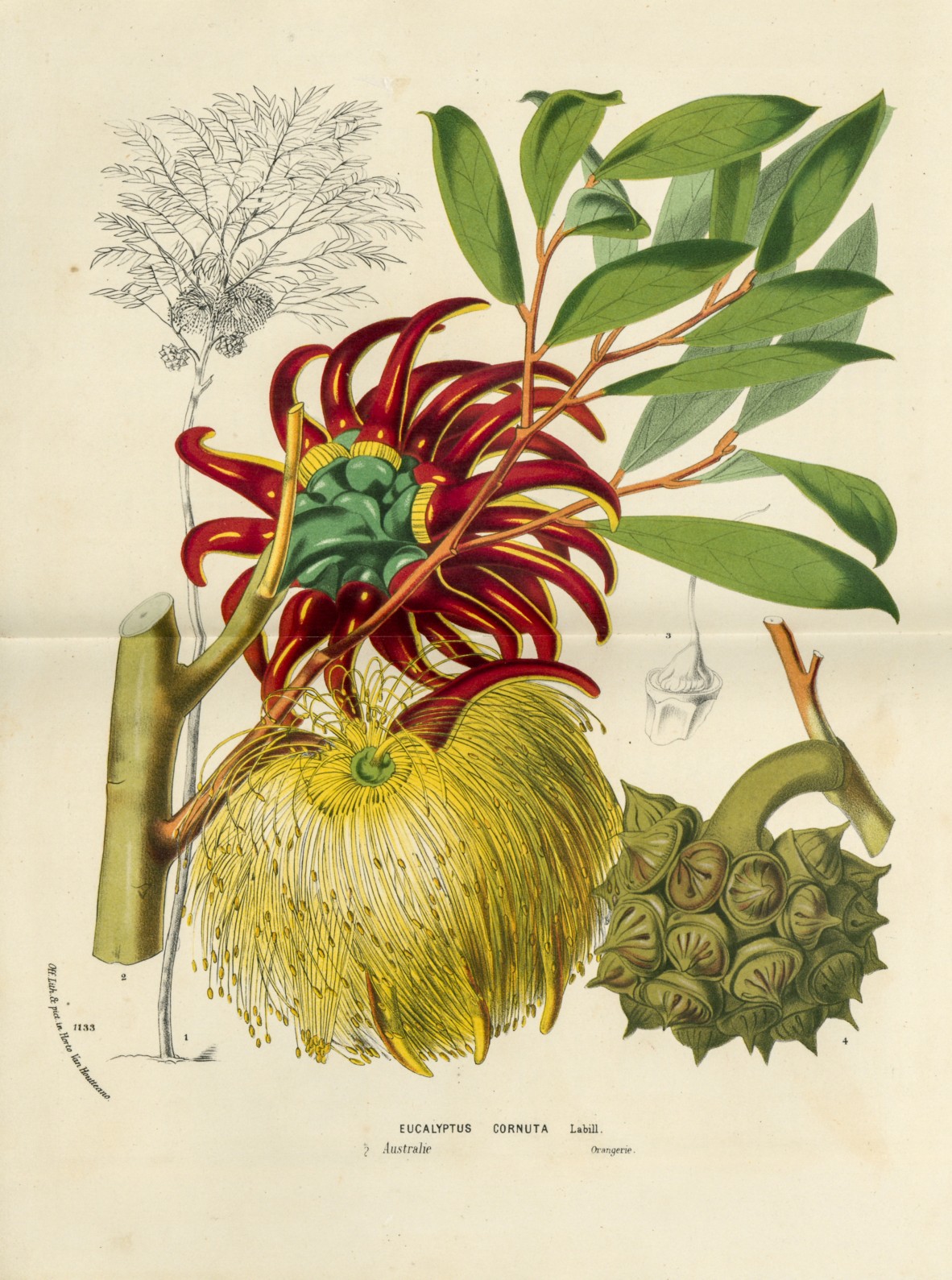 Eucalyptus cornuta 1875 Flore des serres et des jardins de lEurope Australian Library of Art State Library of Queensland 