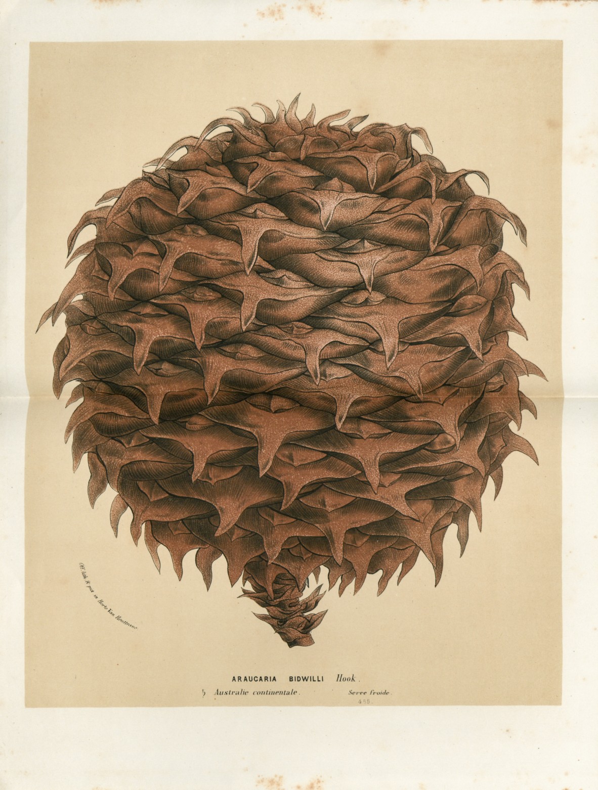 Araucaria bidwilli [sic] in Flore des serres et des jardins de l'Europe : annales générales d'horticulture.