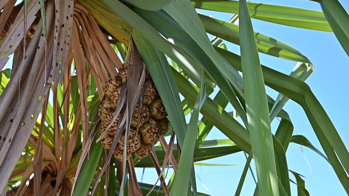 Pandanus Tree in Aurukun. 