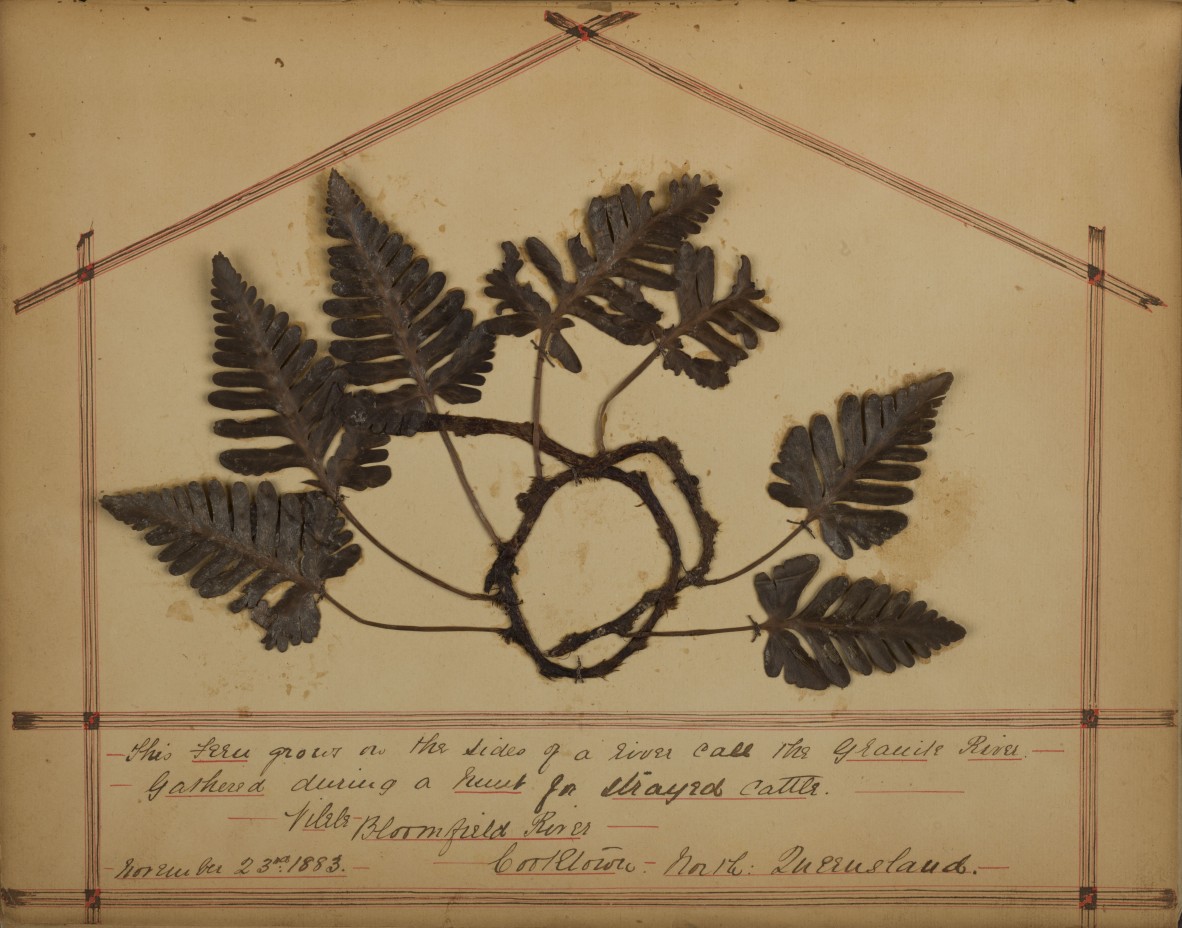  28613 Queensland Nineteenth Century Fern Album 1883-1884