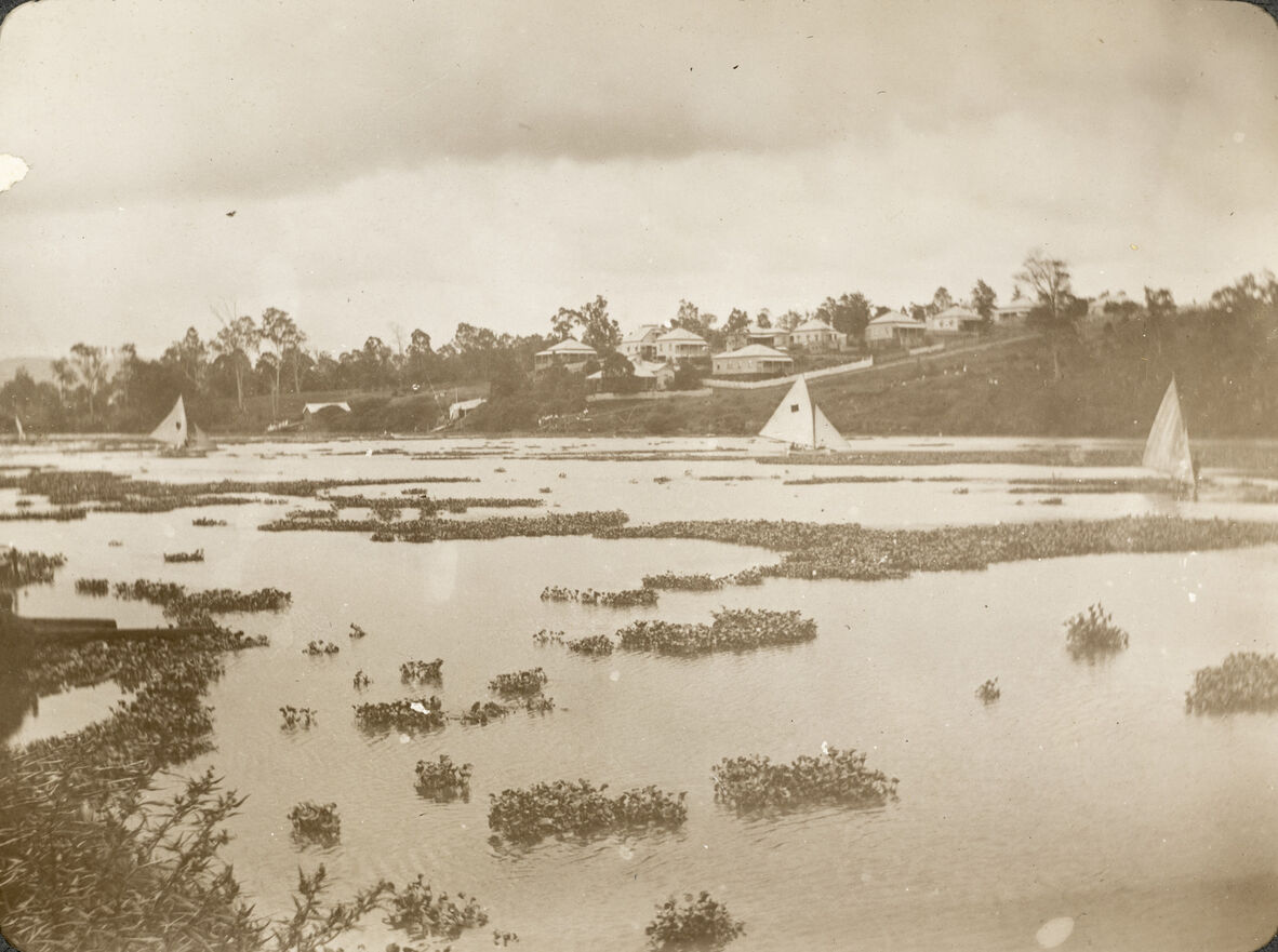 A sepia-toned historical photograph capturing three sailboats on a wide river partially covered with floating patches of water hyacinth. On the distant, grassy, rising bank, several tin-roofed, Queenslander-style houses are visible amidst sparse trees under a cloudy sky.