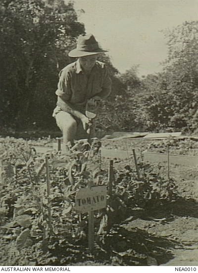 Townsville, Qld. Aircraftman 1 S. T. Reynolds of Bundaberg, Qld, No. 1 Reserve Personnel Pool (RPP), RAAF, at the Aitkenvale base, working in the vegetable garden with the tomato plants.