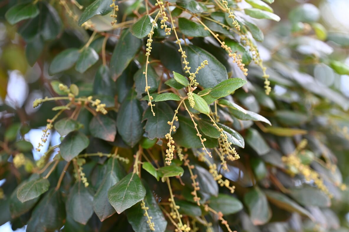 Crows Fruit Tree in Napranum. 