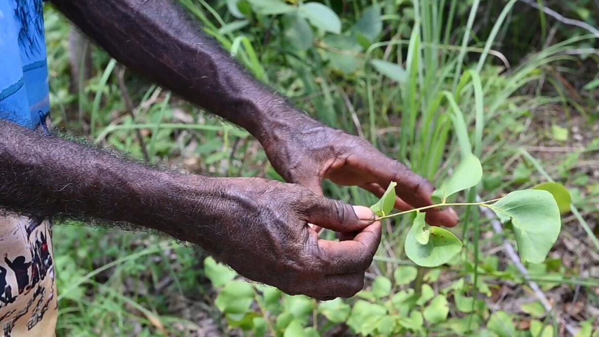 Richard Barkley holding the stem of an Ironwood sapling.