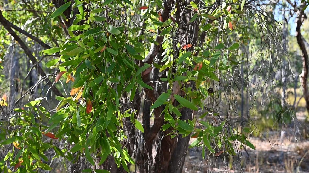 Ti-Tree captured in Aurukun. 