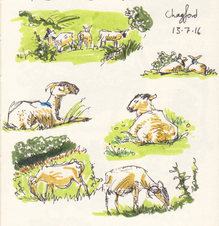 Colour sketches of sheep frolicking in bright green grass