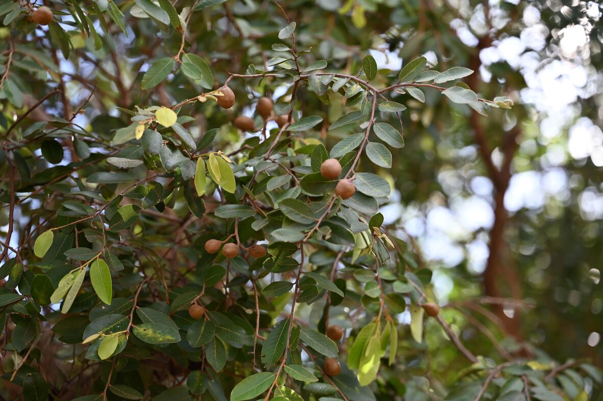 Nonda Plum located in Napranum.