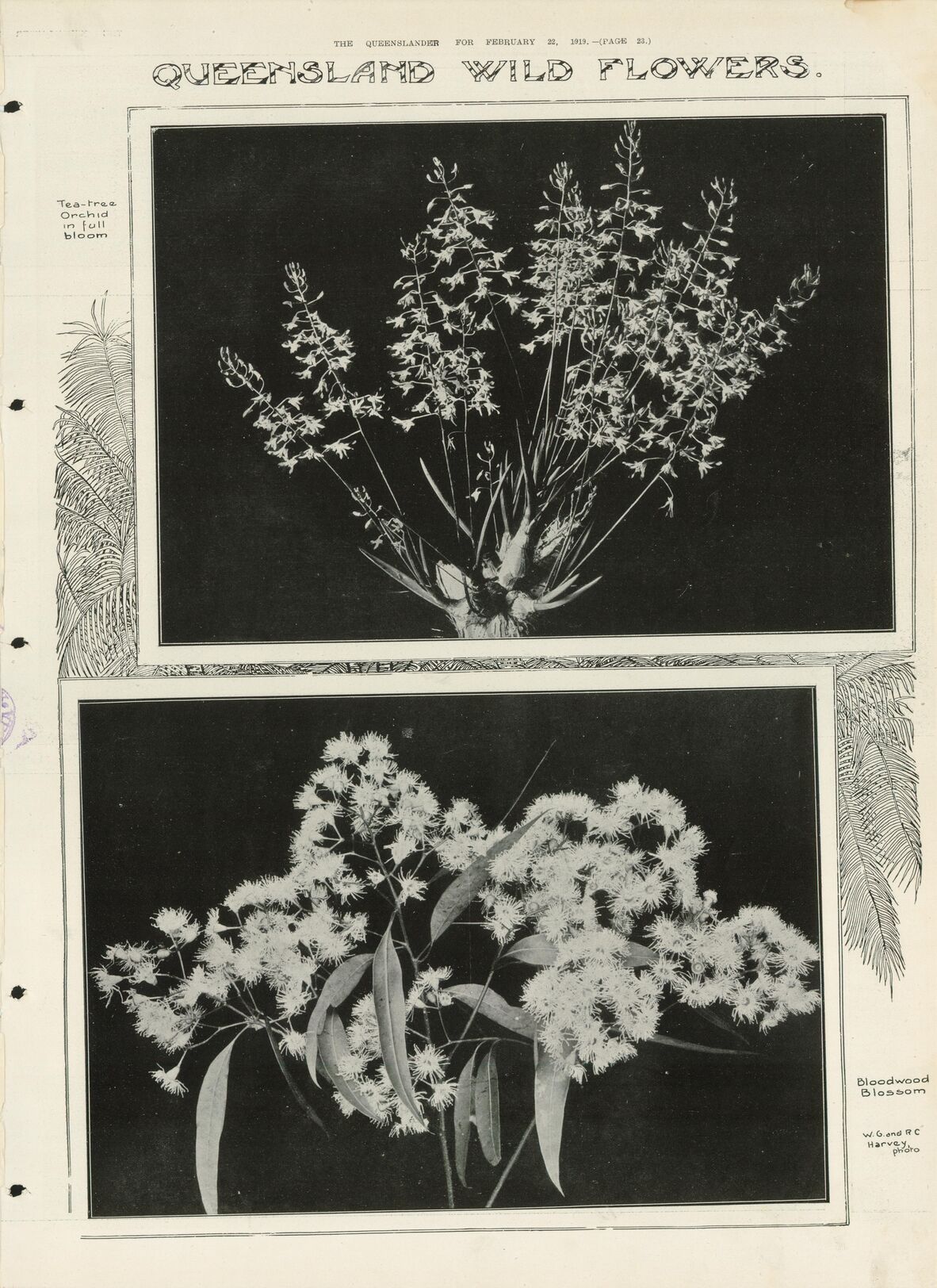 Wildflowers featured on page 23 of The Queenslander Pictorial, supplement to The Queenslander, 22 February 1919. 
